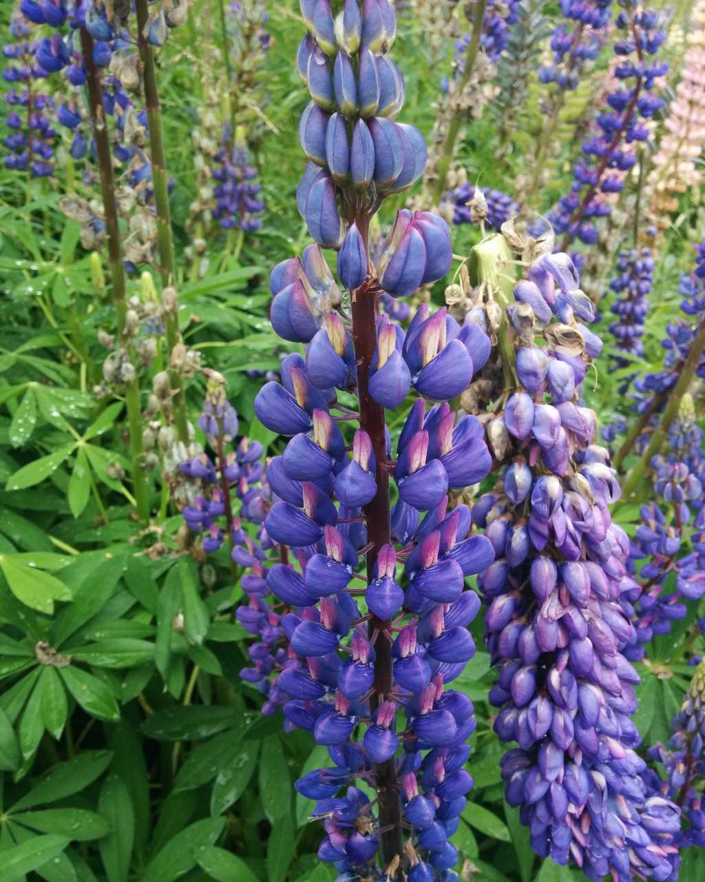 Lupinus polyphyllus / Lupino a foglie numerose